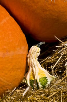 beautiful fresh pumpkins in the sunshine in autumn