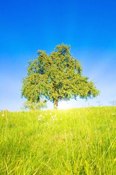 Idyllic meadow in summer