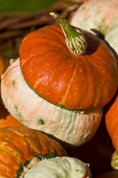 beautiful fresh pumpkins in the sunshine in autumn