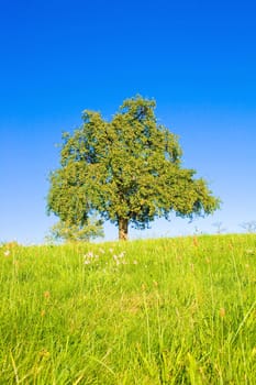 Idyllic meadow with tree