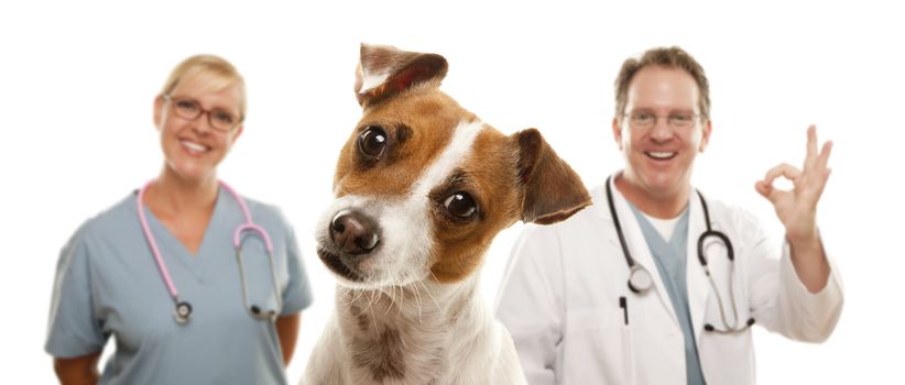 Adorable Jack Russell Terrier and Veterinarians Behind Isolated on a White Background.