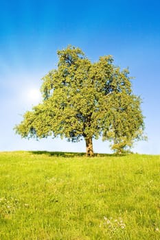 Idyllic meadow with tree