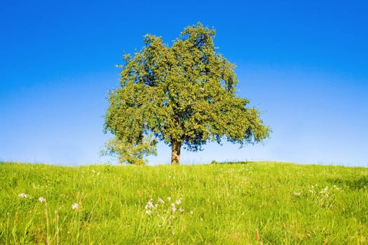 Idyllic meadow with tree