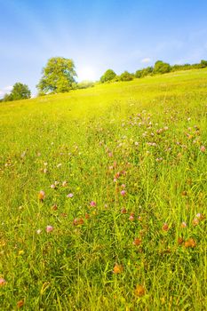 Idyllic lawn with sunlight in summer