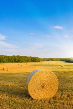 Golden field with sunlight