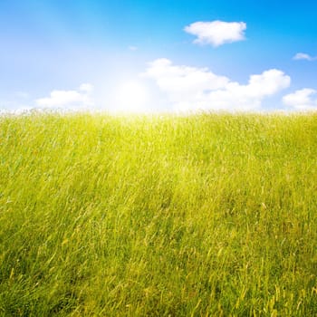 Idyllic lawn with sunlight