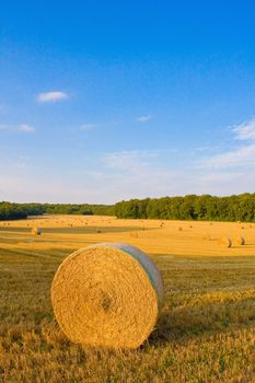 Golden field