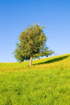 Idyllic meadow with tree