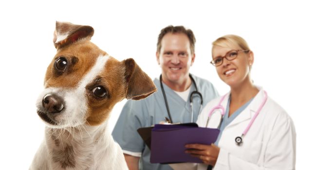 Adorable Jack Russell Terrier and Veterinarians Behind Isolated on a White Background.