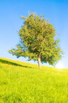 Idyllic lawn with sunlight in summer