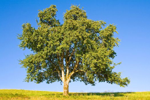 Idyllic meadow with tree