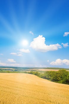 Golden field with sunlight