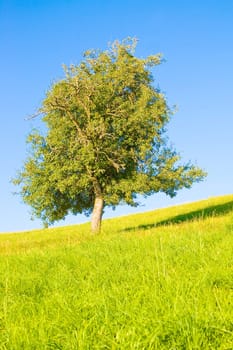 Idyllic meadow with tree