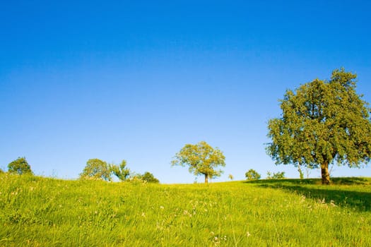 Idyllic meadow with tree