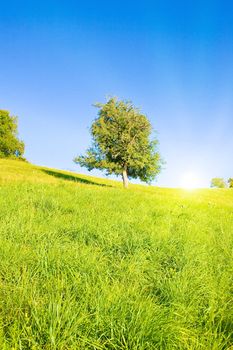 Idyllic lawn with sunlight in summer