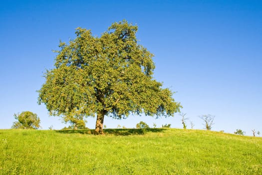 Idyllic meadow with tree