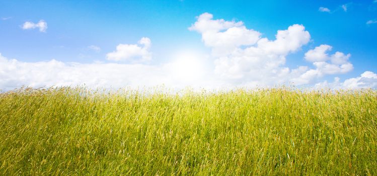 Idyllic lawn with sunlight