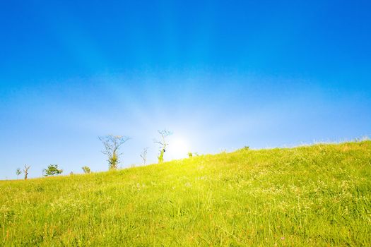 Idyllic lawn with sunlight