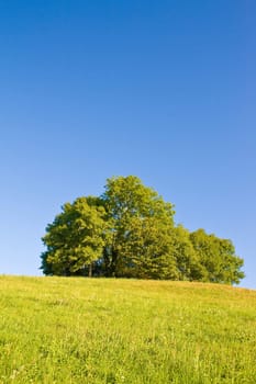 Idyllic meadow with tree