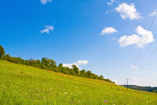 Idyllic meadow in summer