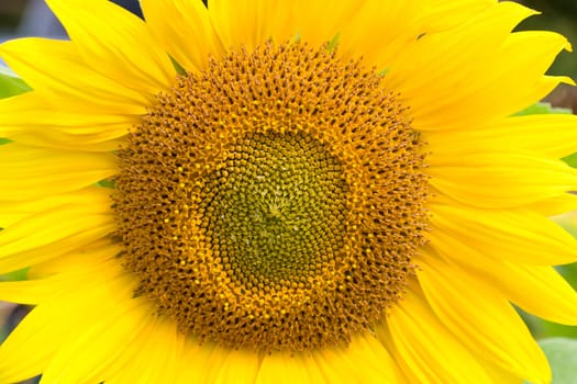 close-up big sunflower