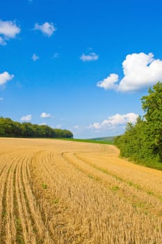 Golden field