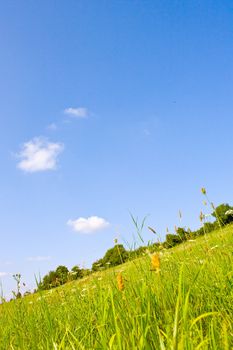 Idyllic meadow in summer