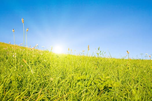 Idyllic lawn with sunlight