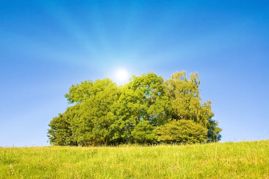 Idyllic meadow with tree