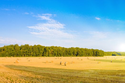 Golden field with sunlight