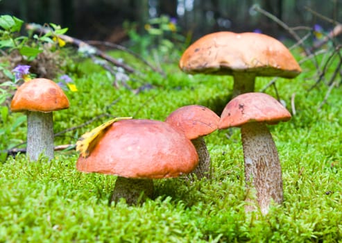 close-up five orange-cup mushrooms in forest