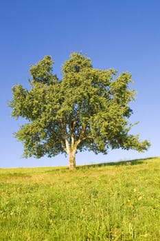 Idyllic meadow with tree