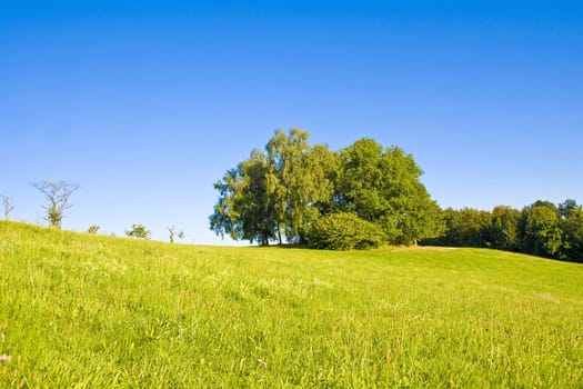 Idyllic meadow with tree