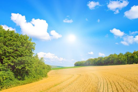 Golden field with sunlight