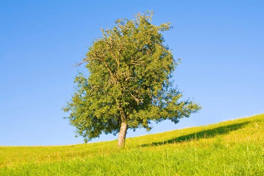 Idyllic meadow with tree