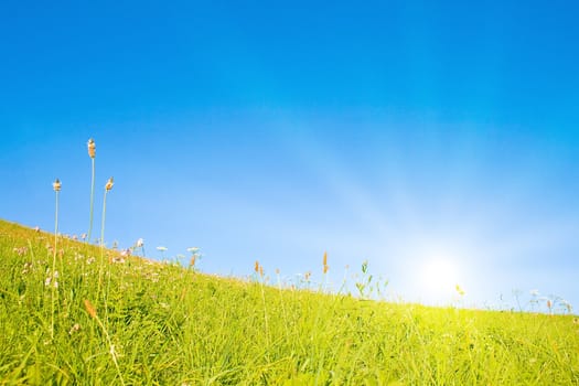 Idyllic lawn with sunlight