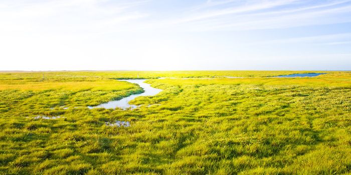 Idyllic lawn with Stream and sunlight