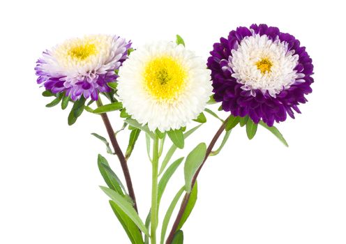 three violet-white aster isolated