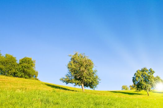 Idyllic lawn with sunlight in summer