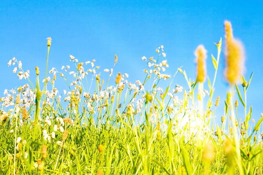 Idyllic lawn with sunlight