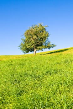 Idyllic meadow with tree