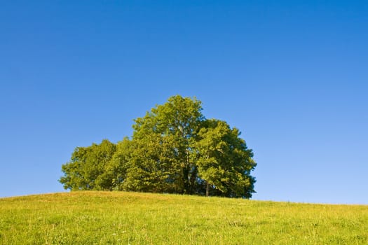 Idyllic meadow with tree