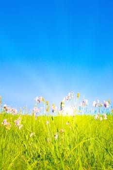 Idyllic lawn with sunlight