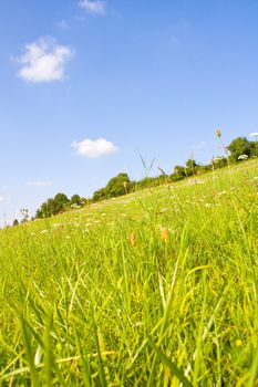 Idyllic meadow in summer