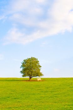 Idyllic meadow with tree