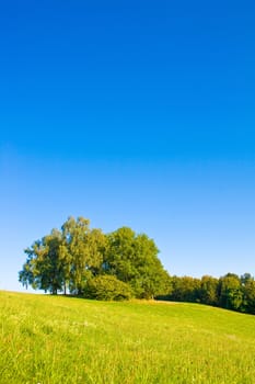 Idyllic meadow with tree