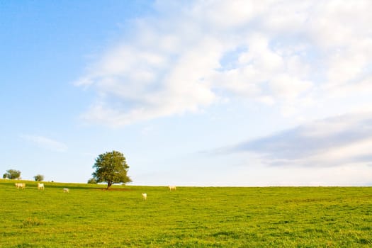 Idyllic meadow with tree