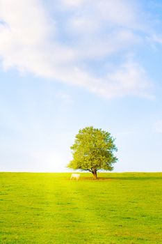 Idyllic lawn with tree in summer