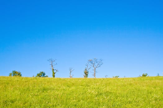 Idyllic meadow with tree