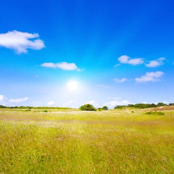 Idyllic lawn with sunlight